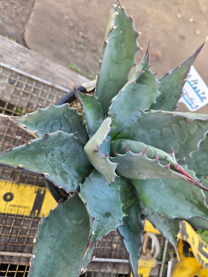 アガベ 　ハイブリッド　パラサナ×マルガリータ②