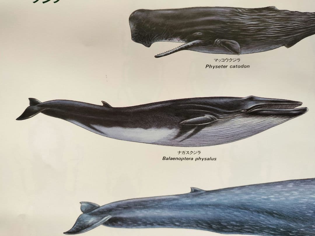 BE-PAL ビーパル カレンダー 新品未使用 1991年動物編　ヴィンテージ