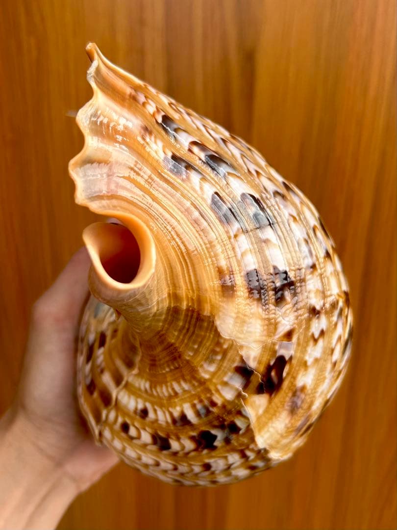 法螺貝　2個セット　(35.5cm 32.8cm)