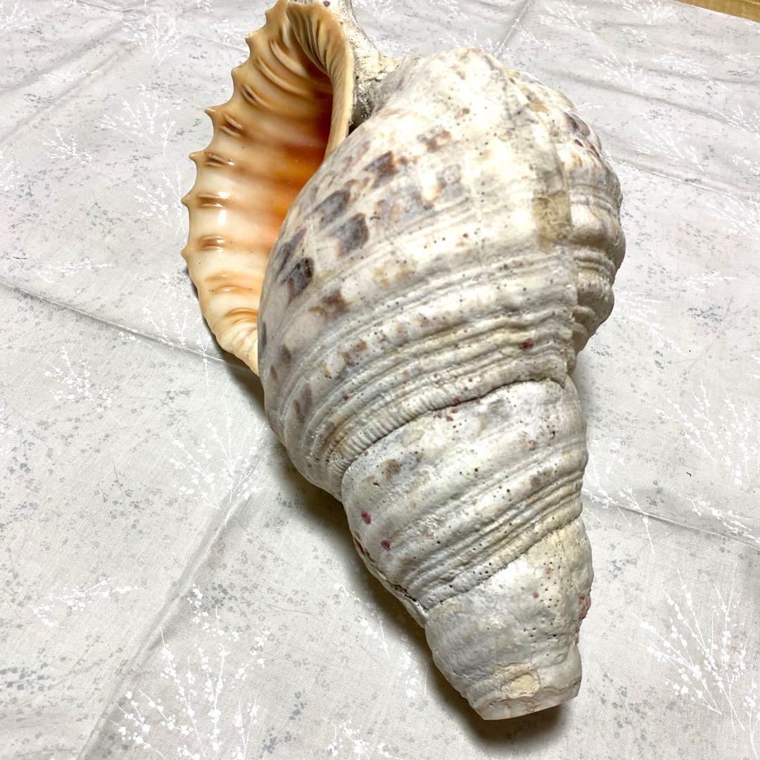 沖縄？ホラ貝 全長31cm 民俗資料 楽器用にも