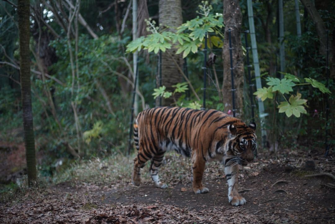 【動作確認済】Nikon Ai 50mm f1.4 初期保証&純正付属品付