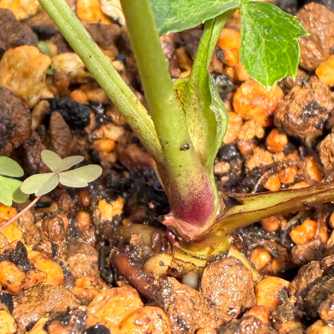 の*ん様 ☘️唯一無二☘️開花株❤️新芽しっかり元気株❤️3222⭐️SD⭐️ハ