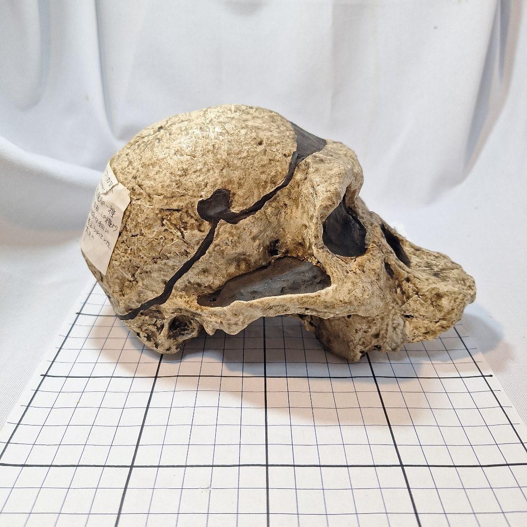 アウストラロピテクス·アフリカヌス実物大模型