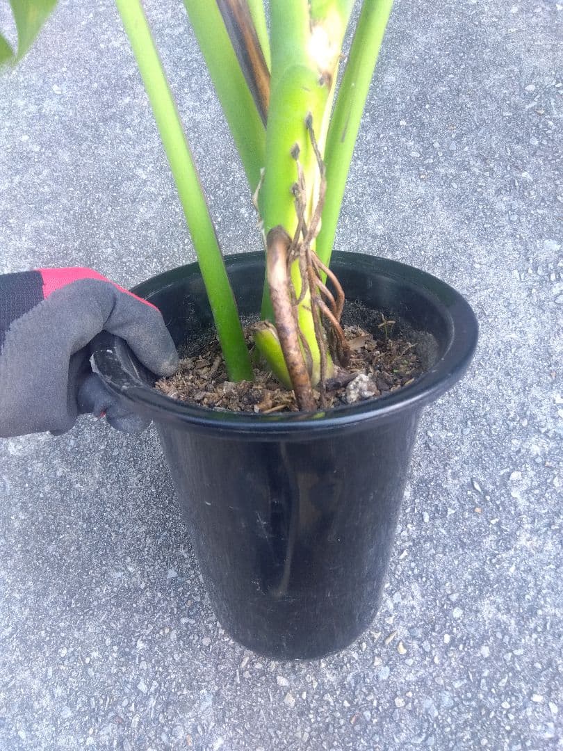 モンステラ　デリシオーサ　6号鉢つき　深穴開き❗2株植え❗　か