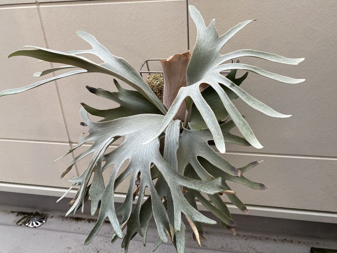 ビカクシダ　ホワイトギズモ　White gizmo