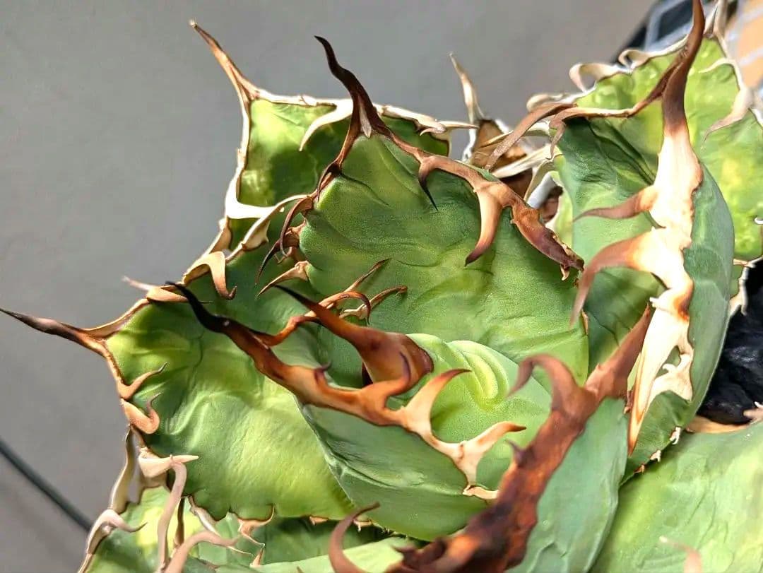 トップ長　アガベ　オアハカ　現地球ワイルド　COYOTE　PLANTS　オテロイ