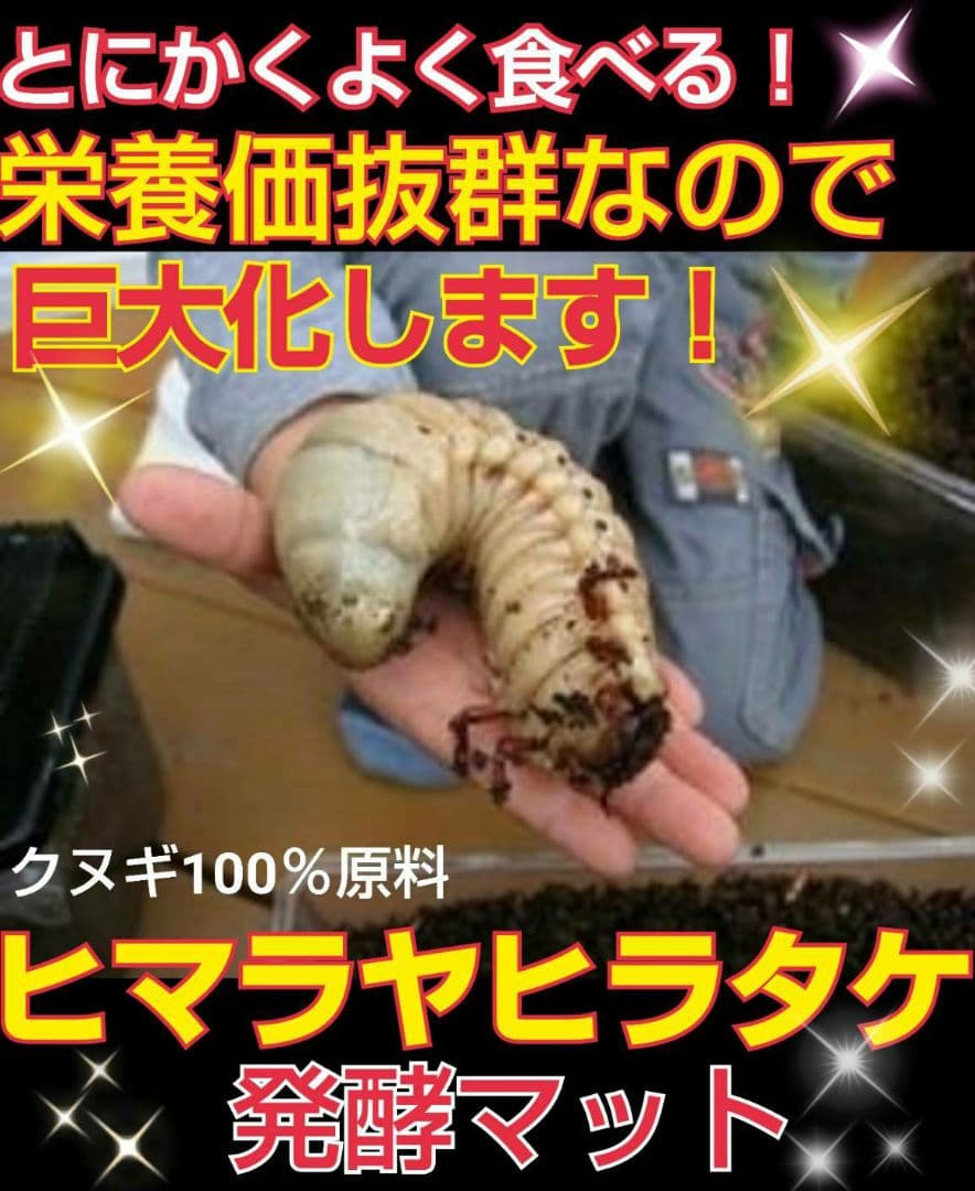 最強のカブトムシマット！300リットル　ヒマラヤひらたけ発酵マット　幼虫が巨大化