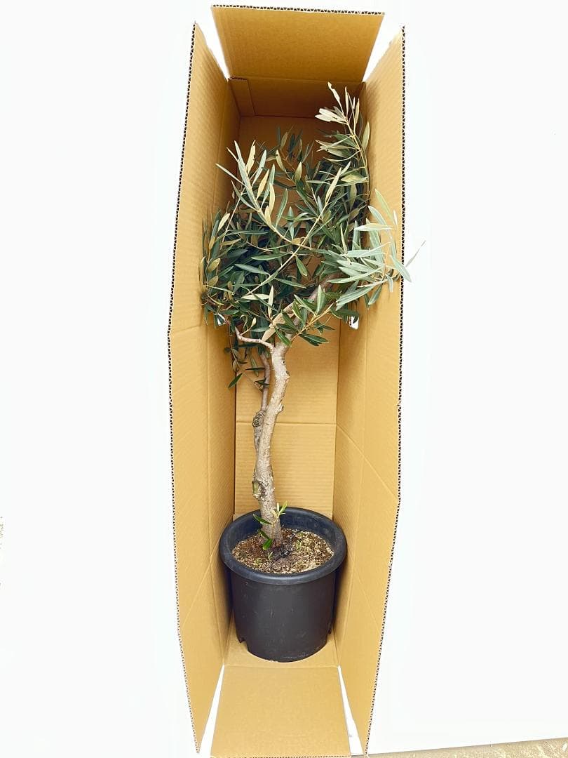 オリーブの木　ネバディロブランコ　約110cm　NO.1940　大型　現品掲載