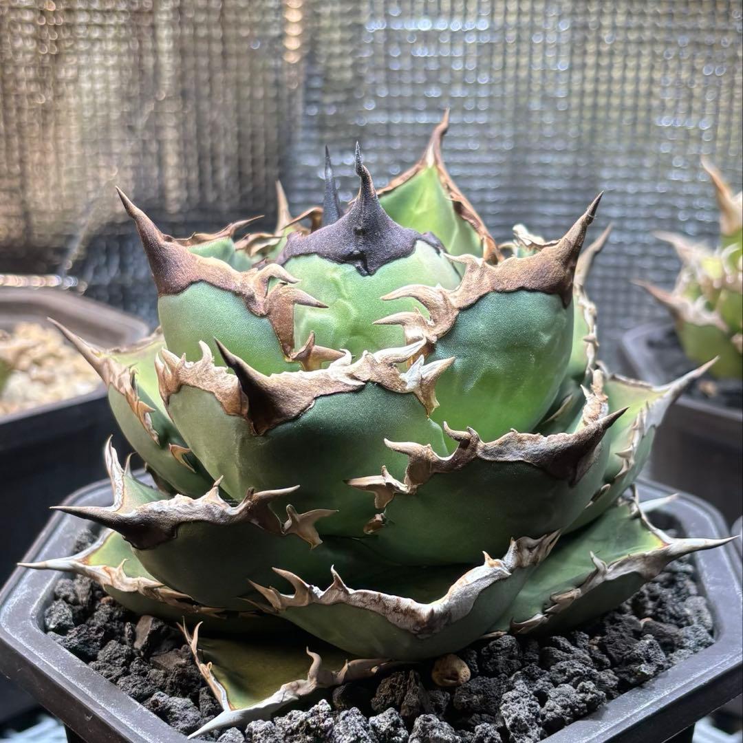 アガベ　チタノタ　シャークソード　鯊魚劍