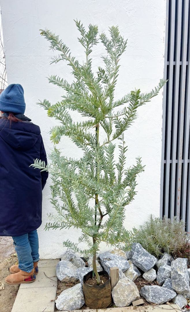 超逸品。アカシア ブルーブッシュ 2.0M(鉢底から) 品番B