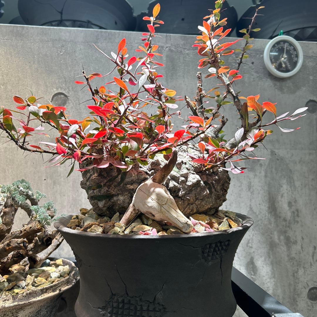 フォークイエリア　ファシクラータ 現地株 超希少 発根済 ※※陶器鉢付き※※