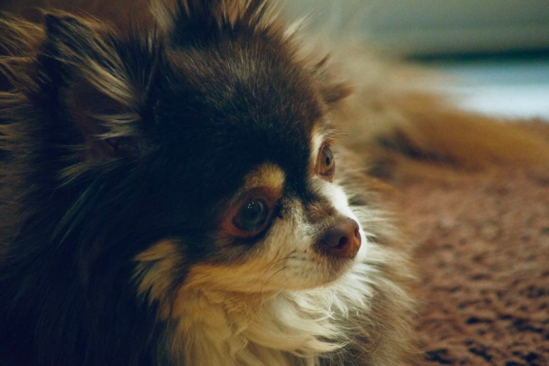 PENTAX K-5 デジタル一眼レフ 作例有り