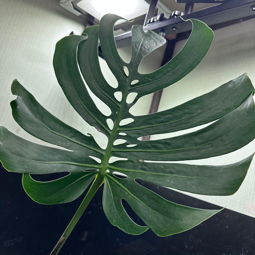 モンステラデリシオーサマクロコズム大型葉希少系統鉢植え高さ75㎝超大株