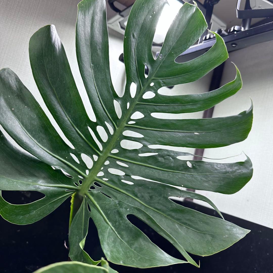 モンステラデリシオーサマクロコズム大型葉希少系統鉢植え高さ75㎝超大株