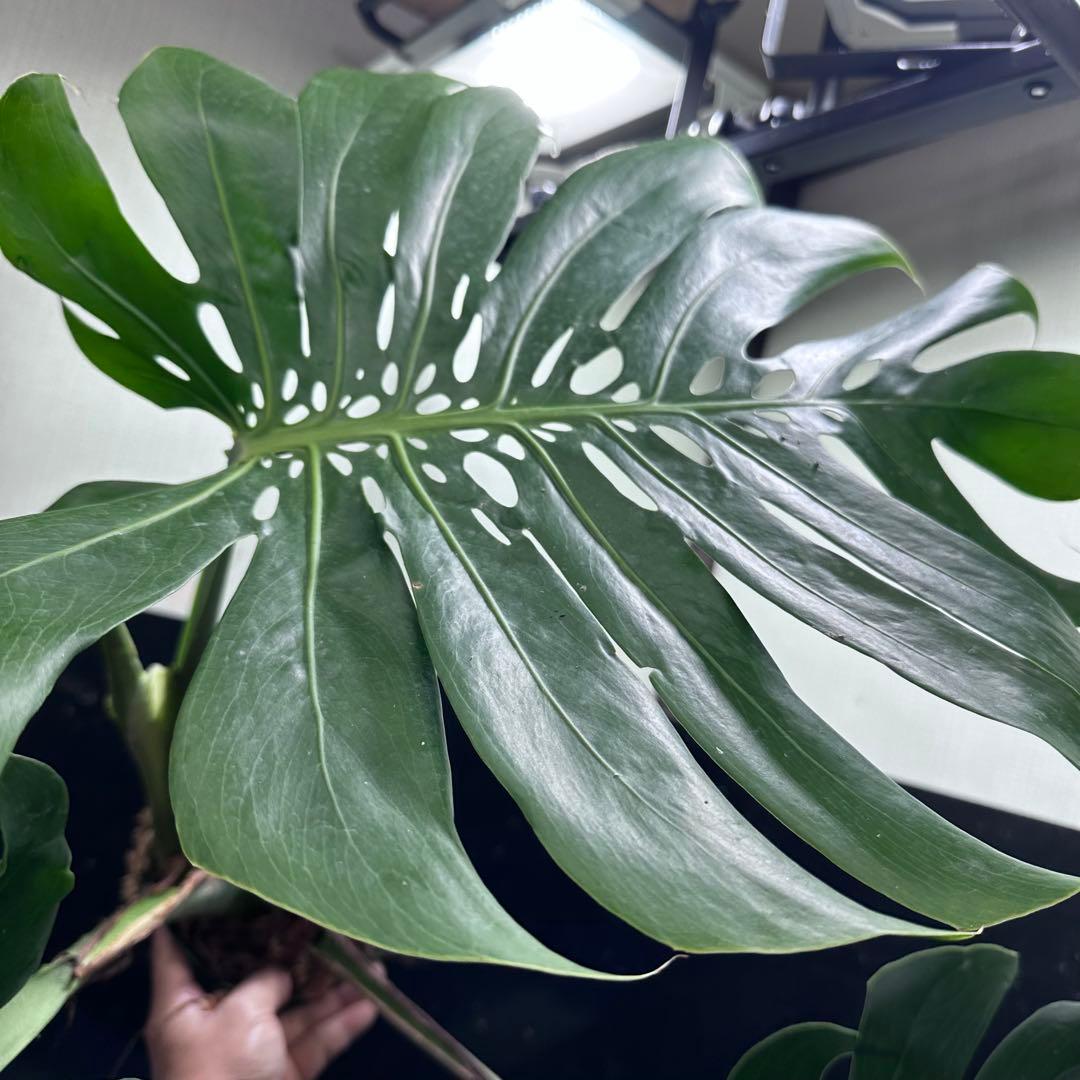 モンステラデリシオーサマクロコズム大型葉希少系統鉢植え高さ75㎝超大株
