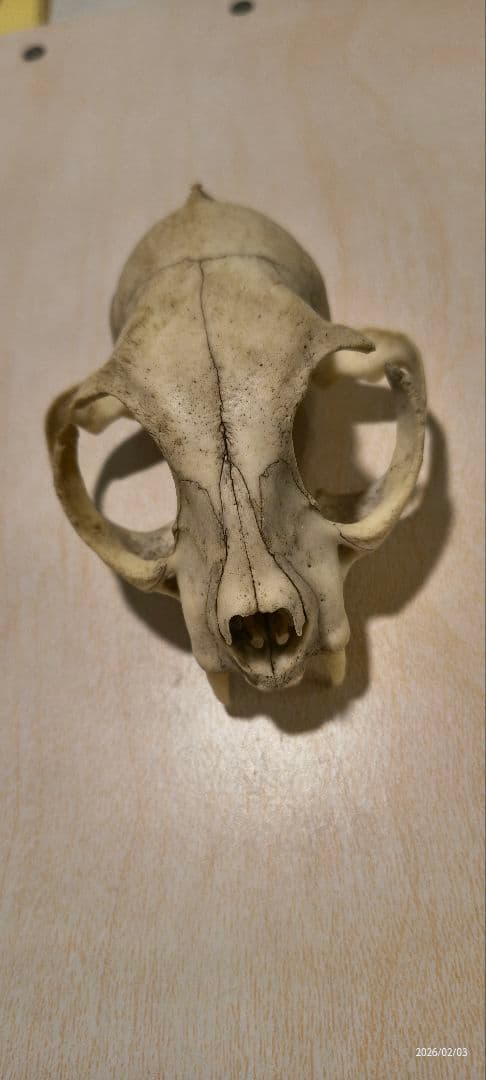 動物の頭蓋骨標本　タヌキ