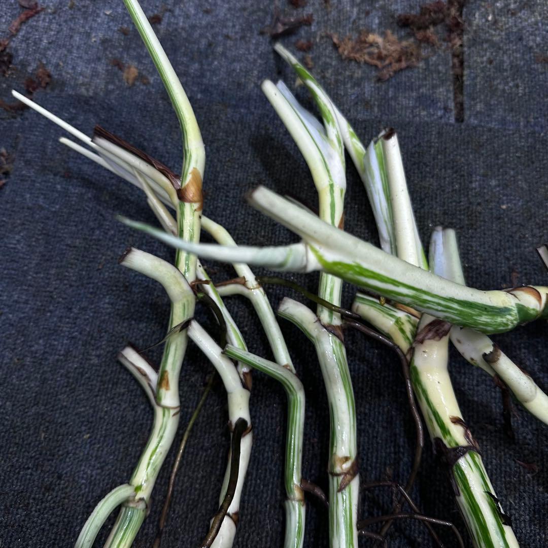 ニ*】様 斑入りモンステラホワイトタイガー大茎7株おまとめ