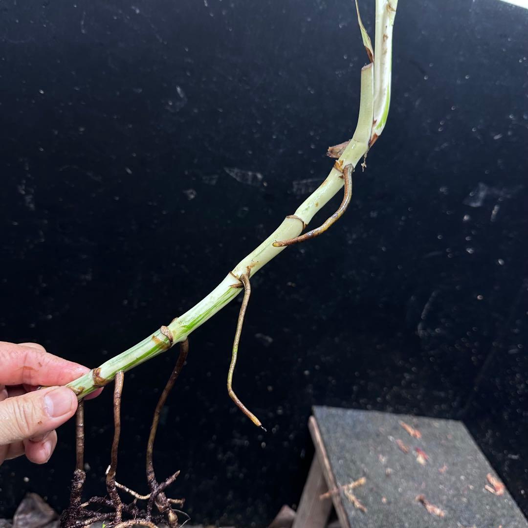 ニ*】様 斑入りモンステラホワイトタイガー大茎7株おまとめ