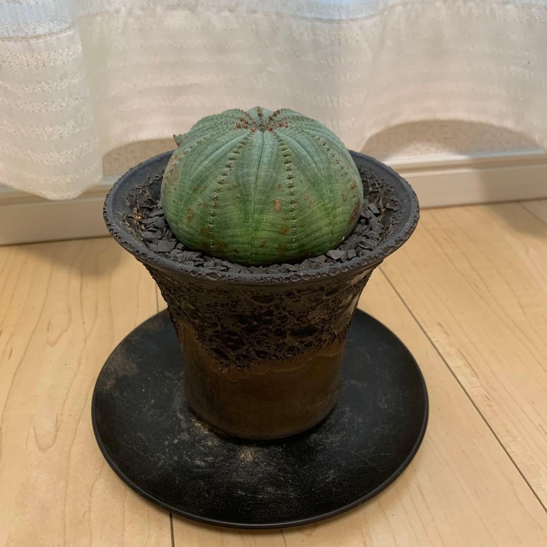 多稜 シンメトリカ 【仔吹きタイプではない】 ＋ 中川智治 作 作家鉢