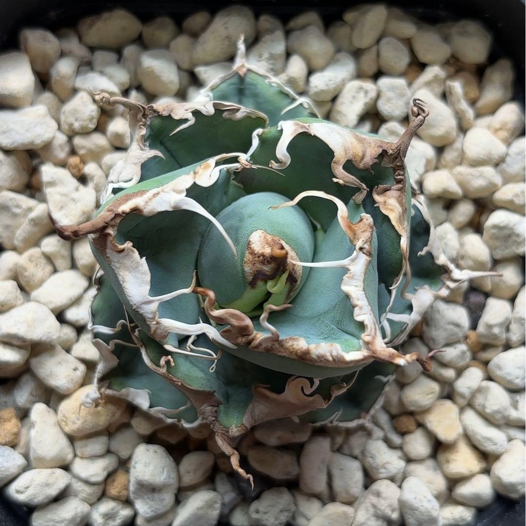 Ka-zu　アガベ　オテロイ　実生株　子株　PP01 発根済