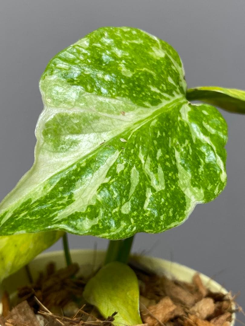 ④【超希少‼️】モンステラ　エレクトロライト　斑入り　レア　人気　メルカリ便