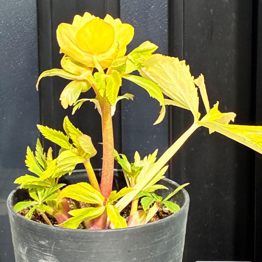 か*l様 3470☘️希少☘️花付☘️特濃グリーンゴールド系⭐️グリーンリップ⭐