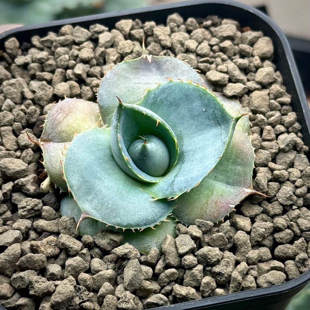 アガベ グアダラハラナ（圓葉瓜達）