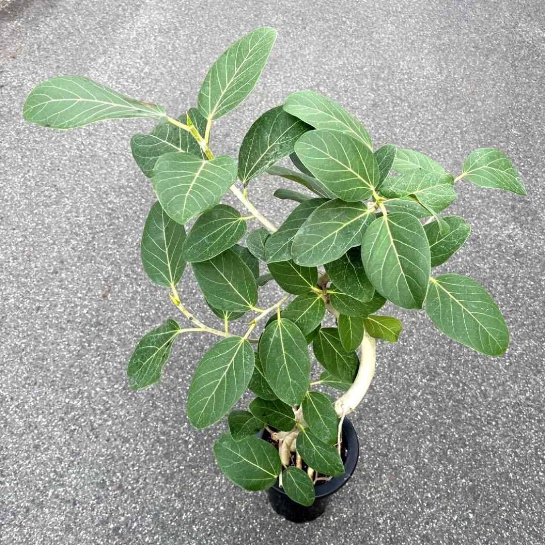 美品★ 根上り★ 曲がり★ フィカス　ベンガレンシス 高さ1メートルくらい