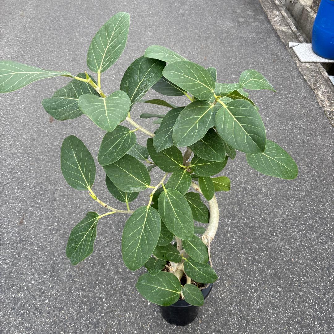 美品★ 根上り★ 曲がり★ フィカス　ベンガレンシス 高さ1メートルくらい