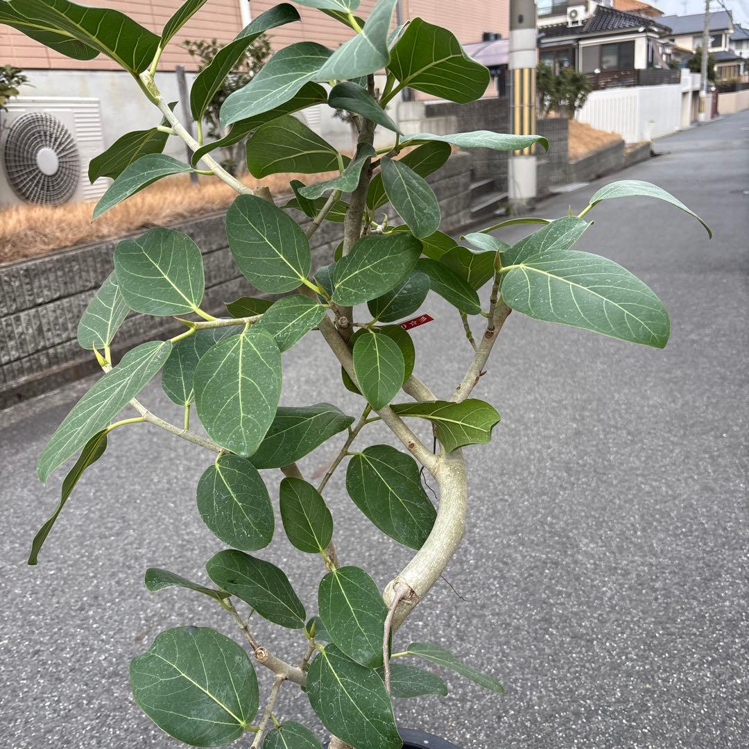美品★ 根上り★ 曲がり★ フィカス　ベンガレンシス 高さ1メートルくらい
