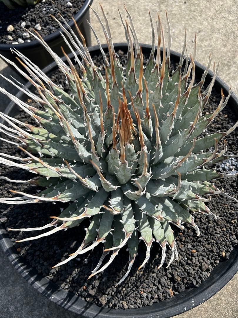 TM Gardenutahensis eborispina ユタエンシス