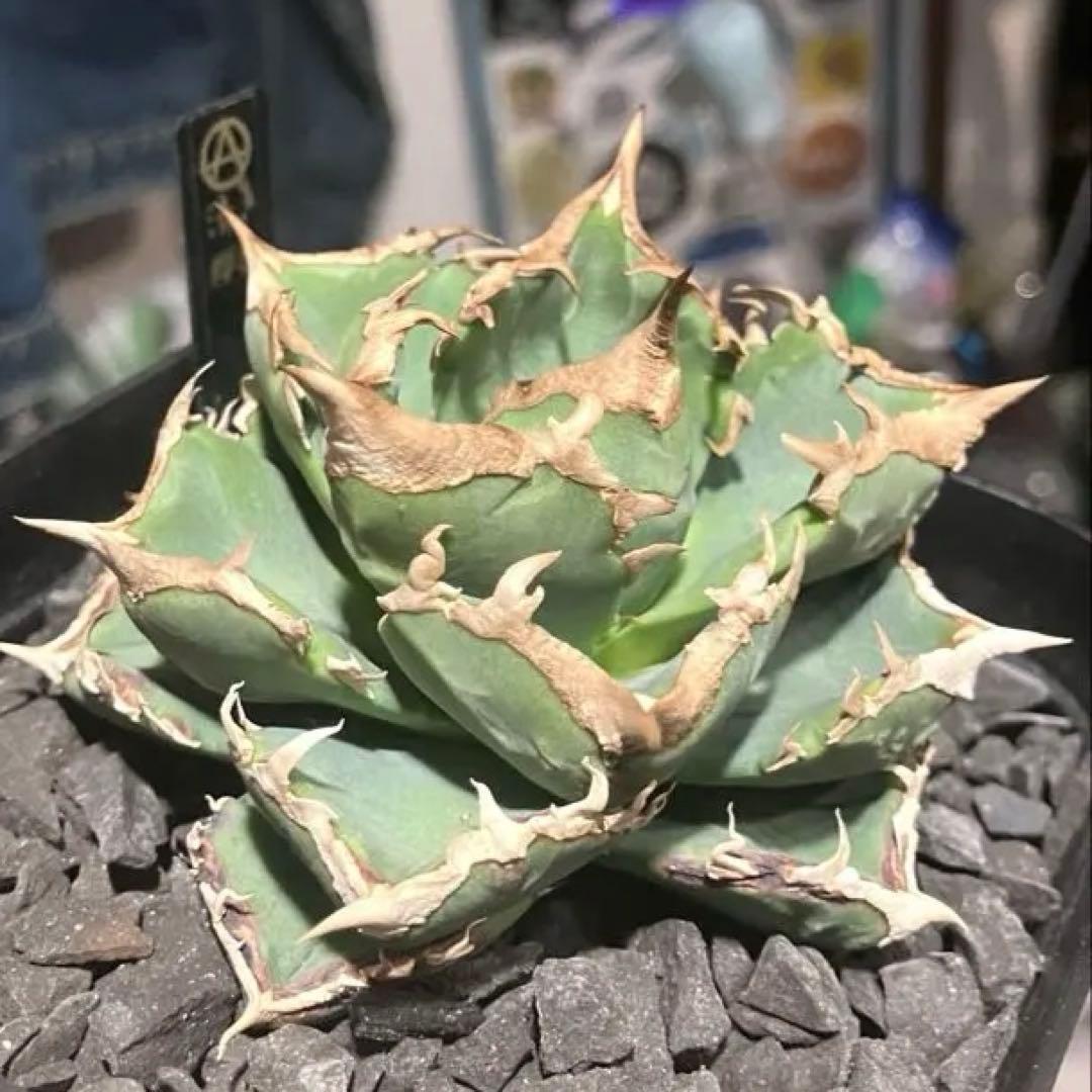 アガベ チタノタ 清櫻 親株現物出品 有名趣味家産