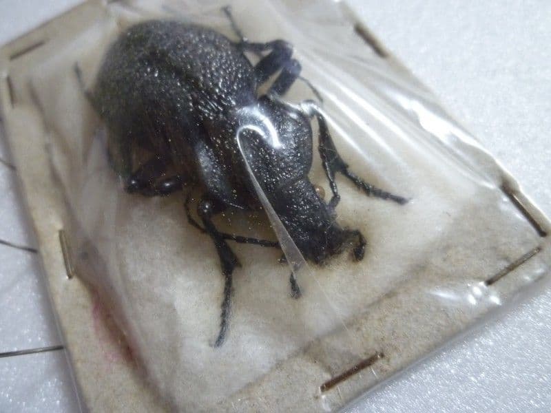 【外国産オサムシ標本】ギガスイボハダオサムシ/スロベニア産/44mm