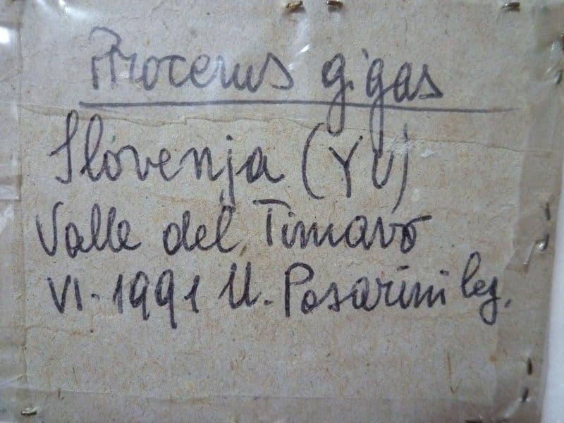 【外国産オサムシ標本】ギガスイボハダオサムシ/スロベニア産/44mm