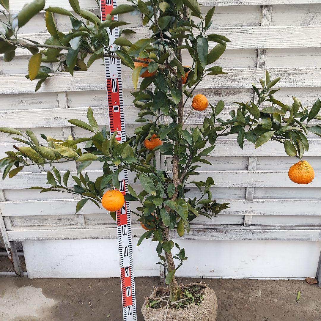 田口早生みかん 5年生 大苗