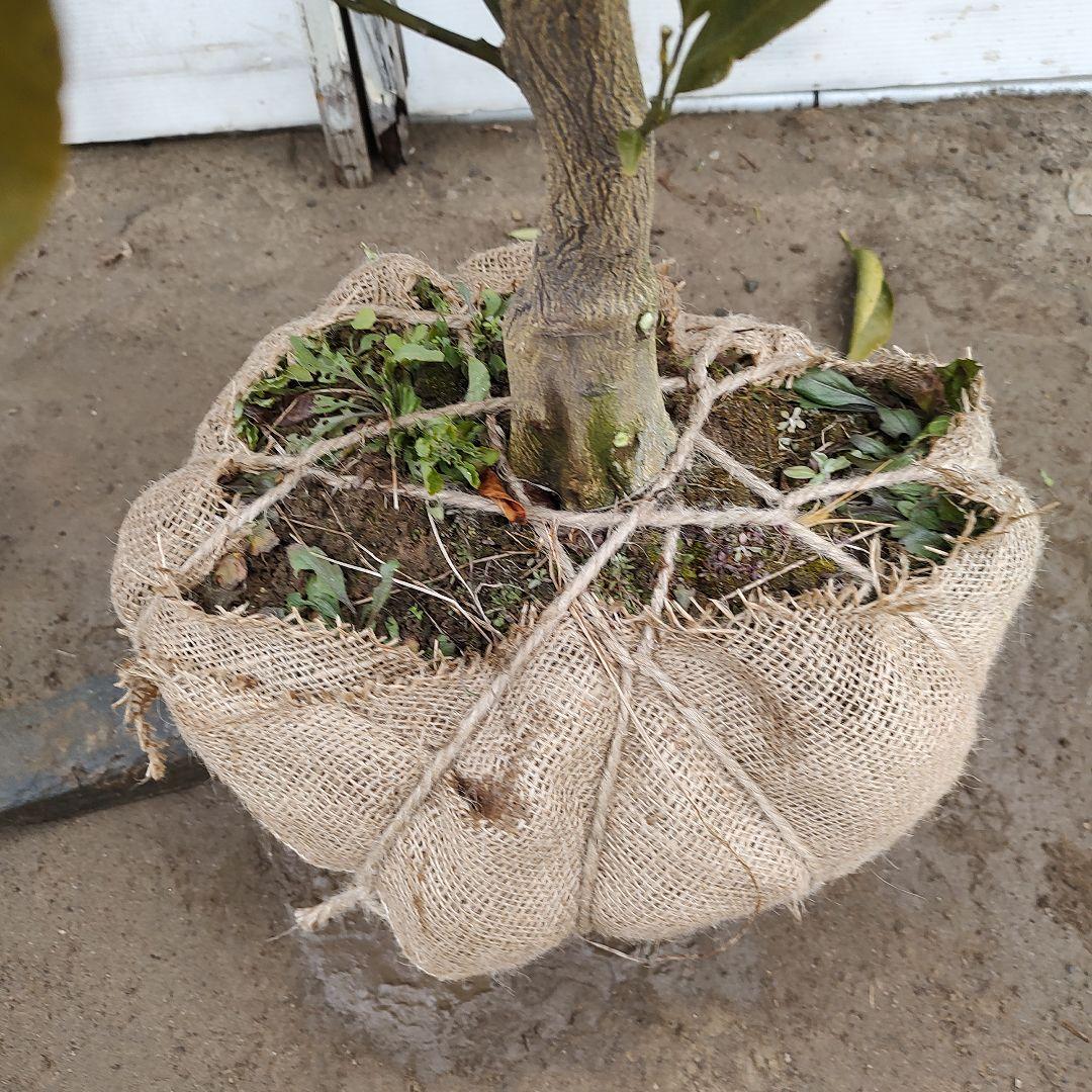 田口早生みかん 5年生 大苗