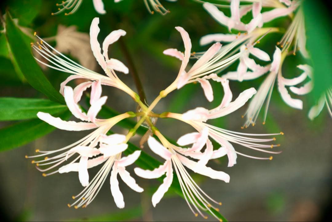 希少❗️業務用レンズFAX-KOWA 1:4.5/112B を改造　日本の興和製