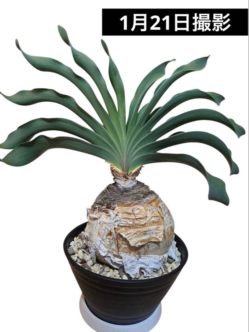 ブーファン・ハエマンソイデス