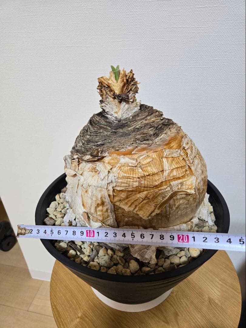 ブーファン・ハエマンソイデス