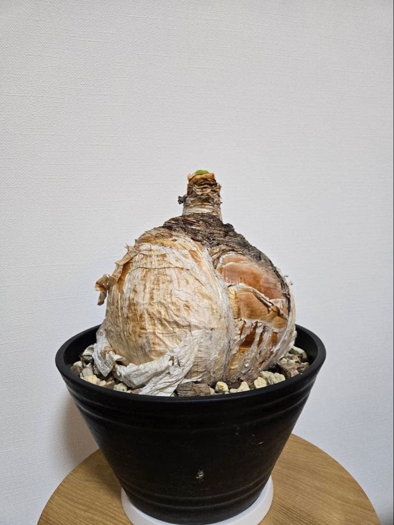 ブーファン・ハエマンソイデス