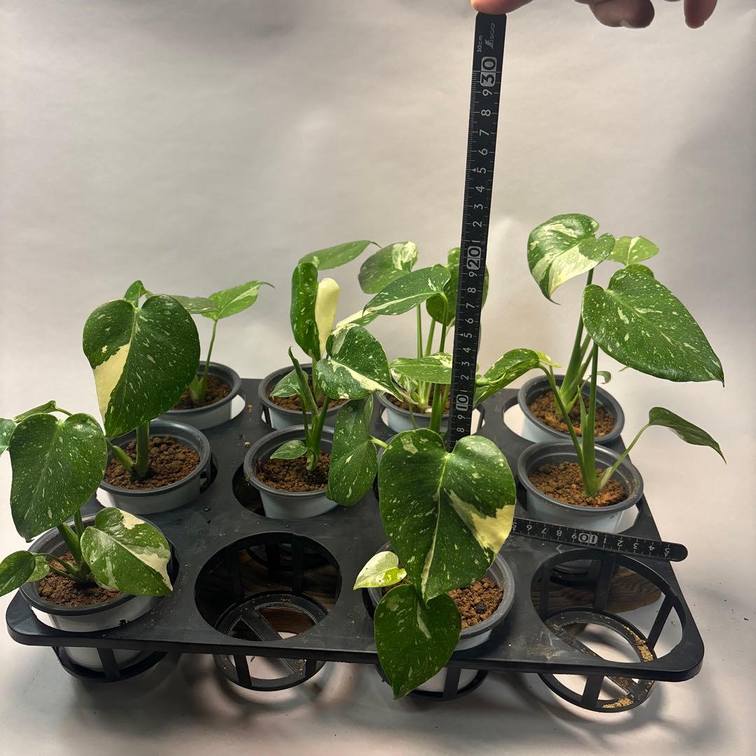 チ*-様 10株セットms34【特別選抜】モンステラ・タイコンステレーション 斑