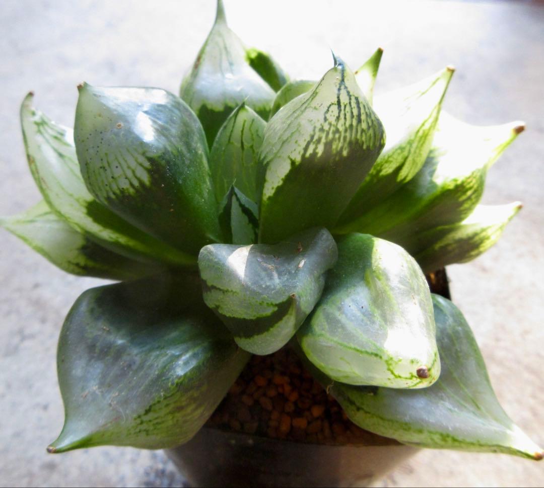 *.裏般若 B型コンプトミュータント *.ハオルシア *ハオルチア *多肉植物*