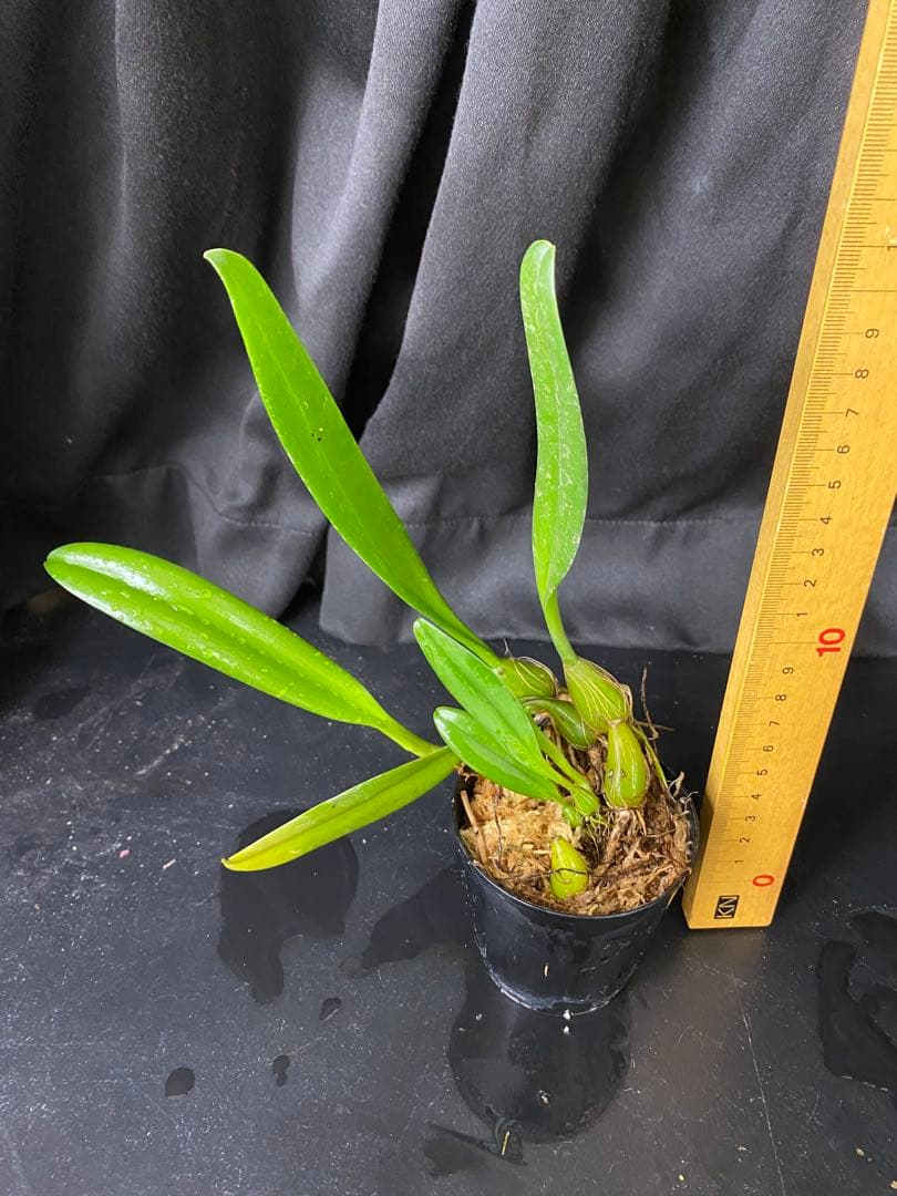 超希少種　　オガサワラシコウラン　小笠原シコウラン　洋蘭原種