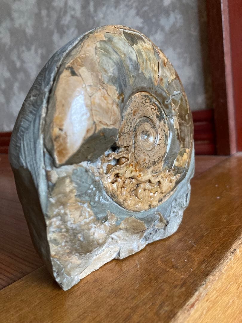 北海道　美品　結晶化したアンモナイト・ハウエリセラス　化石　最薄のアンモナイト