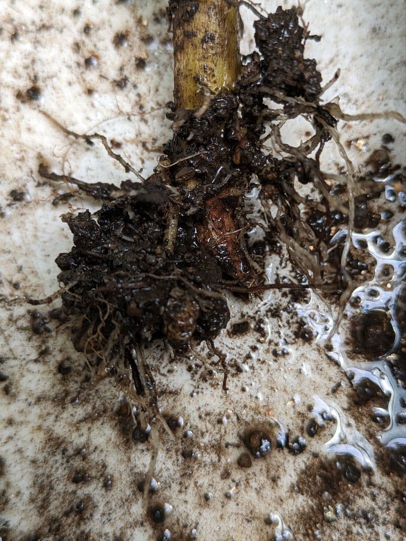 確認画像　八重咲きマジカル