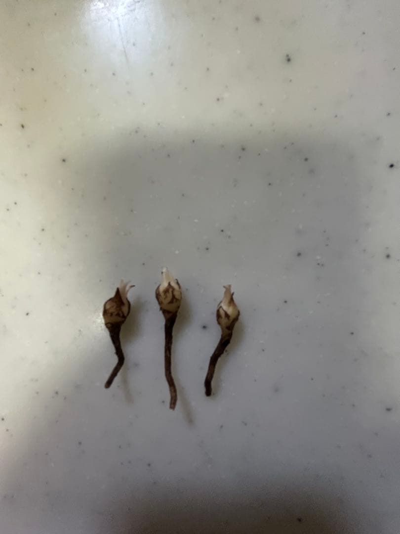 アロカシア　マハラニアルボ小芋3個