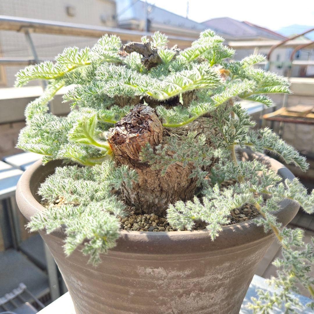 大型 Pelargonium triste ペラルゴニウム トリステ 鉢付