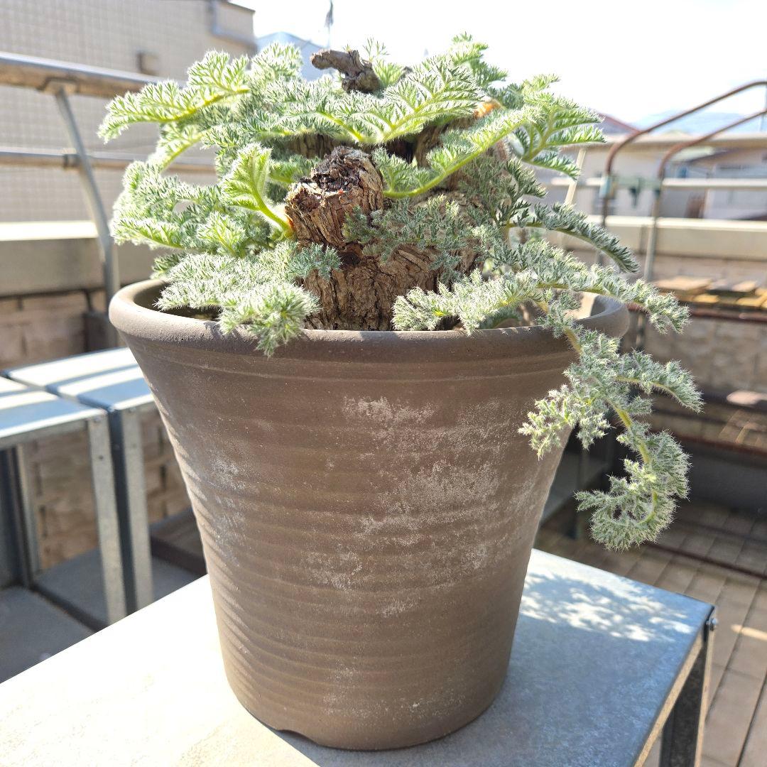 大型 Pelargonium triste ペラルゴニウム トリステ 鉢付