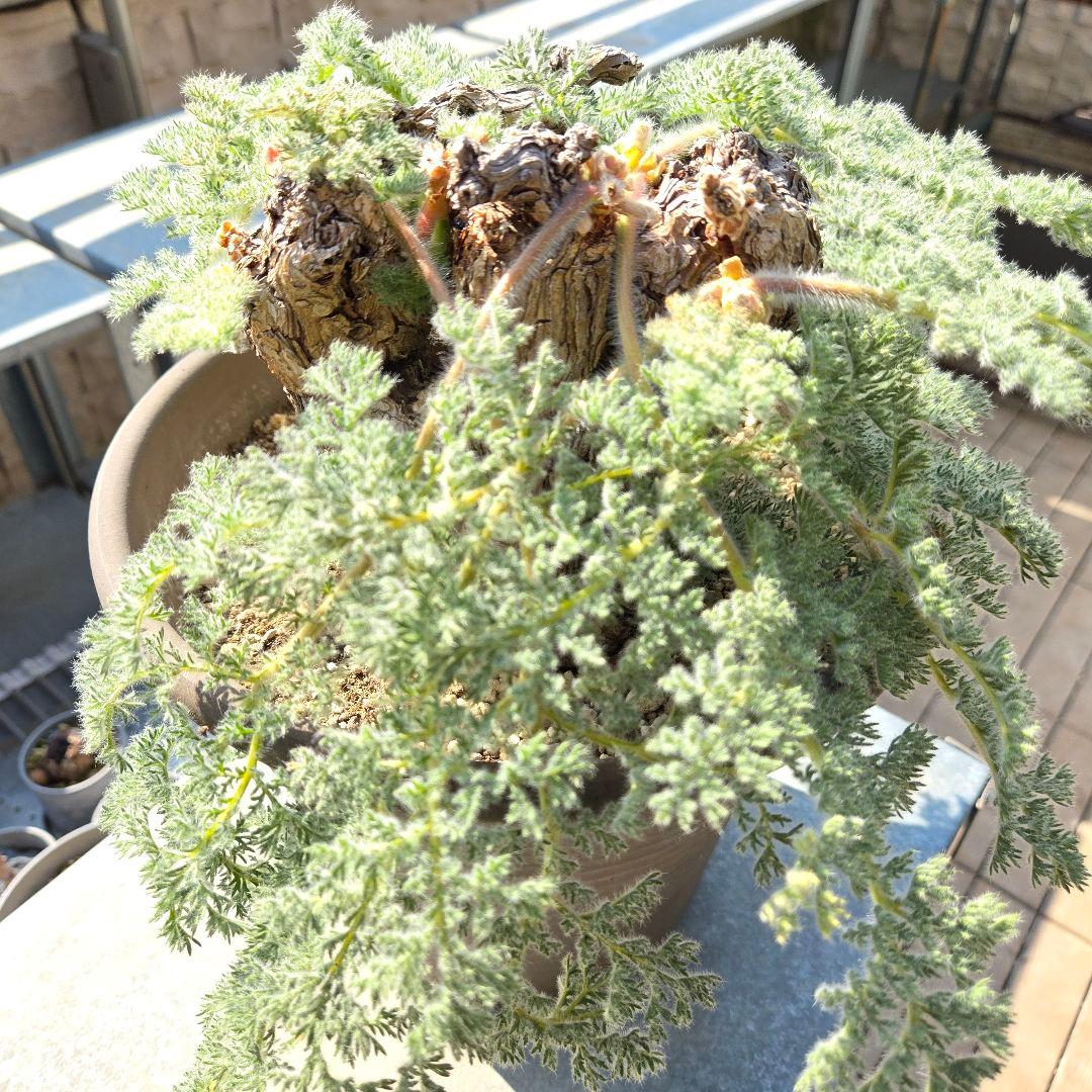 大型 Pelargonium triste ペラルゴニウム トリステ 鉢付