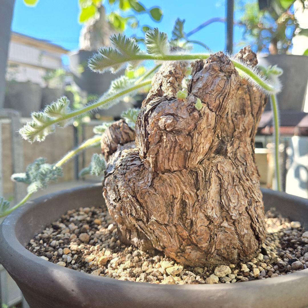 大型 Pelargonium triste ペラルゴニウム トリステ 鉢付